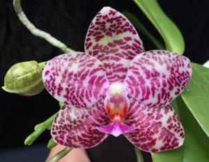 Phalaenopsis Natasha