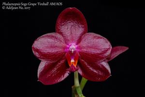 Phalaenopsis Sogo Grape