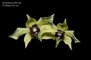 Dendrobium Little Atro