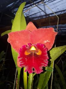 Rhyncholaeliocattleya Taiwan Chief Wine