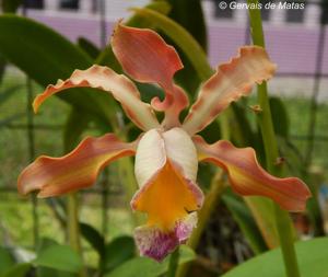 Laeliocattleya Tzeng-Wen Bells