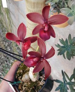 Cycnodes Jumbo Phoenix