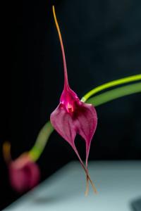 Masdevallia Machu Picchu