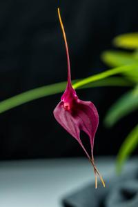 Masdevallia Machu Picchu