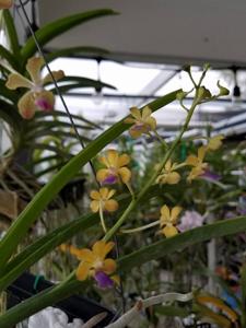 Rhynchovanda Dr Sally Meiners