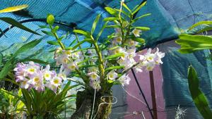 Dendrobium Oborozuki