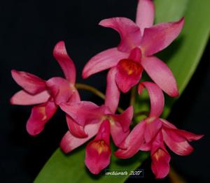 Guarianthe Guatemalensis