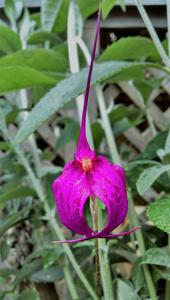 Masdevallia Hani