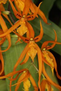 Brassia Orange Delight