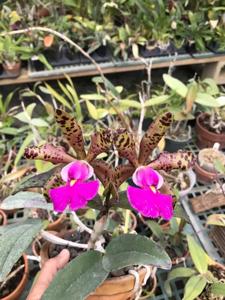 Cattleya Peckaviensis