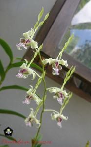 Dendrobium Samarai