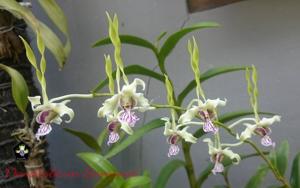 Dendrobium Samarai