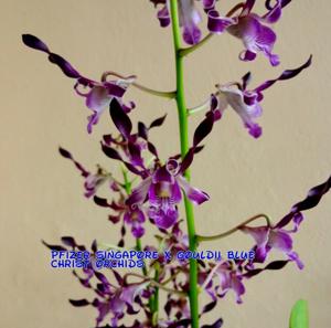 Dendrobium Dr and Mrs Hew Choy Sin