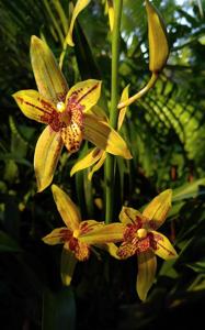 Grammatocymbidium Lovely Melody