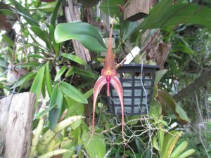 Bulbophyllum A-doribil Upwind