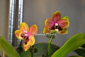 Phalaenopsis Crystal Surprise