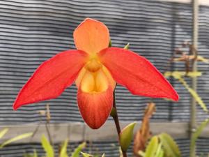 Phragmipedium Don Wimber