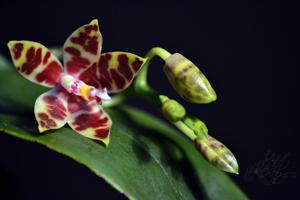 Phalaenopsis Macassar