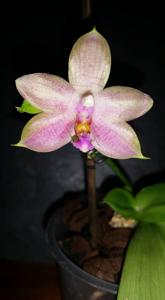 Phalaenopsis Essence Yuhmei