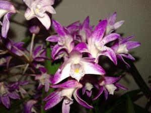 Dendrobium Bardo Rose