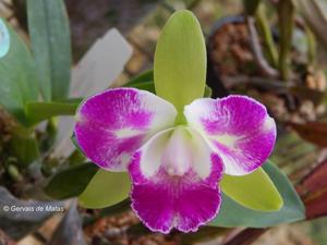 Rhyncholaeliocattleya Village Chief North