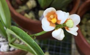 Sarcochilus Madge