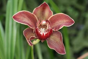 Cymbidium Pontac