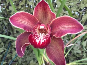 Cymbidium Pontac