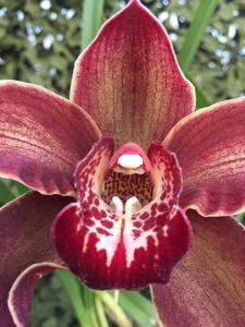 Cymbidium Pontac