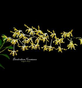 Dendrobium Constance