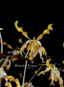 Dendrobium Constance