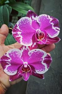 Phalaenopsis Younghome New York