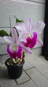 Cattleya Memoria Robert Strait