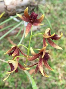 Dendrobium Tweetie