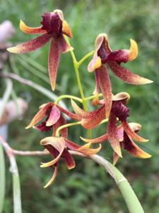 Dendrobium Tweetie