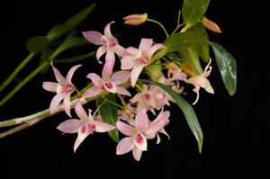 Dendrobium Chanthaboon Sakura