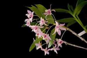 Dendrobium Chanthaboon Sakura