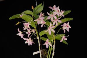 Dendrobium Chanthaboon Sakura