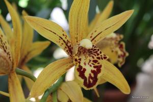 Cymbidium Chen's Ruby