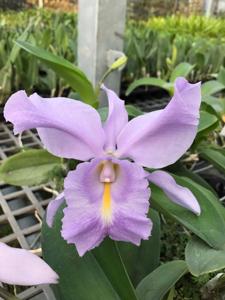 Cattleya Sea Breeze