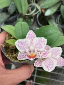 Phalaenopsis Tying Shin Jaguar