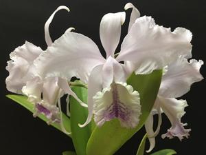 Cattleya Holdenii