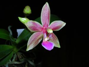 Phalaenopsis Cornustris