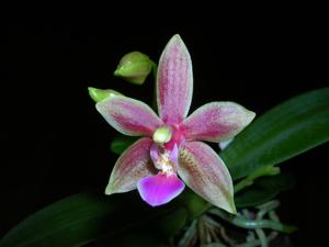 Phalaenopsis Cornustris