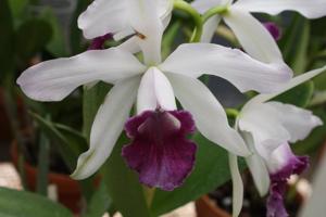 Cattleya Schilleriana gx