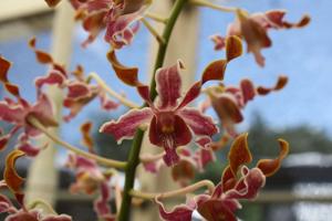 <i>Dendrobium</i> Ochoa's Treasure