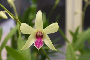 Dendrobium Chadine