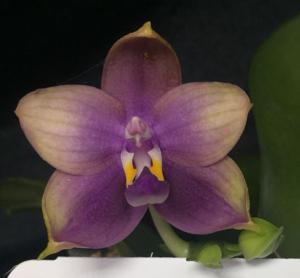 Phalaenopsis Mituo Blue Smurfs