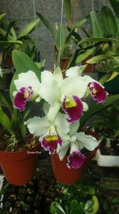 Cattleya Shirayukihime