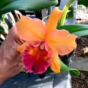 Rhyncholaeliocattleya Pisgah King